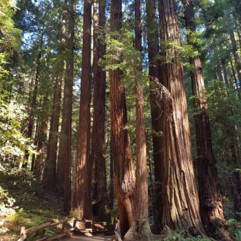Muir Woods
